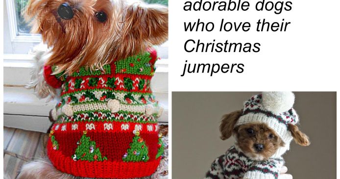 10 adorable dogs who love their Christmas jumpers Knitting Blog