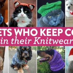 8 Super Adorable Pets Who Keep Cosy In Their Knitwear