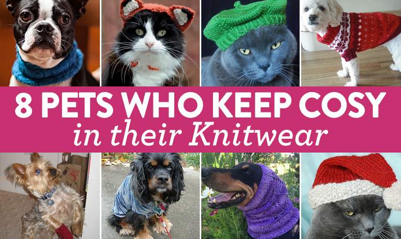 8 Super Adorable Pets Who Keep Cosy In Their Knitwear