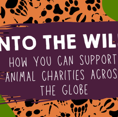 Into the Wild: How You Can Support Animal Charities Across the Globe