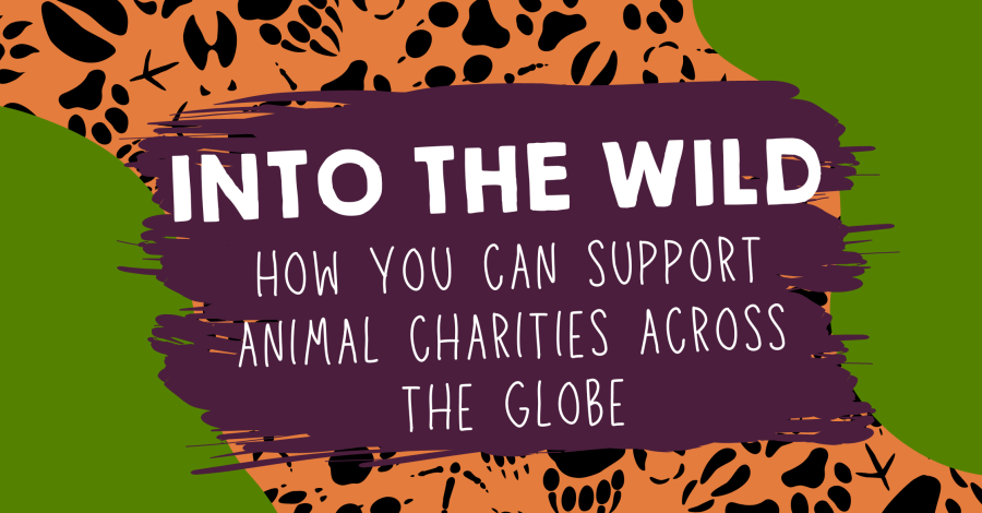 Into the Wild: How You Can Support Animal Charities Across the Globe