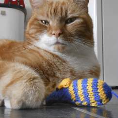 Charity of the month: Cats Protection