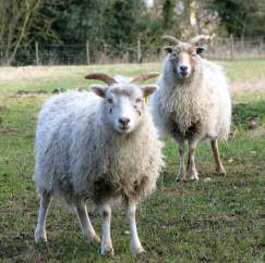 Shetland Wool Week 2013