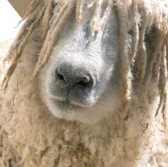 Everything you need to know about knitting with wool!