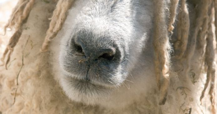 Everything you need to know about knitting with wool! Knitting Blog