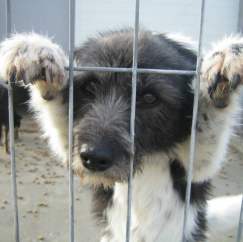 Wetnose Animal Aid FREE dog jumper pattern