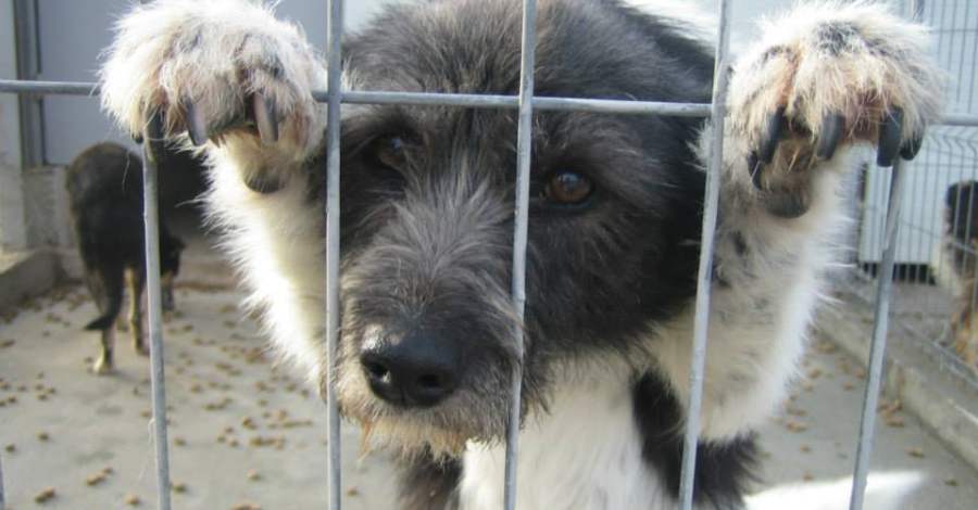 Wetnose Animal Aid FREE dog jumper pattern