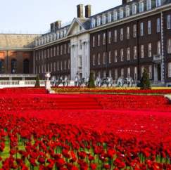 Knitted and crocheted poppies take centre stage at Chelsea Flower Show