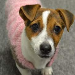 Charity of the month: The Jerry Green Dog Rescue