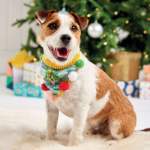 Festive Dog Hat And Bandana Pattern Knitting Pattern