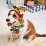 Festive Dog Hat And Bandana Pattern Knitting Pattern