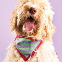 Dog Neckerchief Knitting Patterns Knitting Pattern