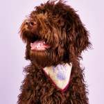 Dog Neckerchief Knitting Patterns Knitting Pattern